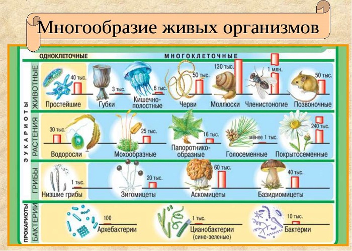 Виды организмов